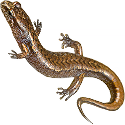 Pygmy Salamander